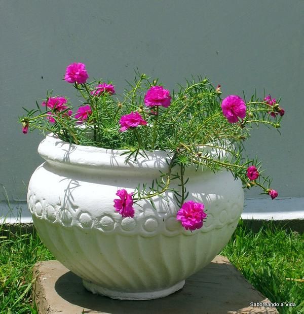 Como Plantar Flor Onze Horas em Vaso? Passo a Passo