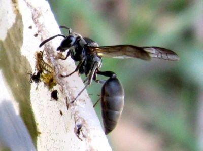 Comportamento do Marimbondo, Hábitos e Modo de Vida