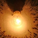 Insetos e Luz Amarela