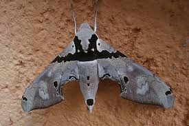 Mariposa Falcão: Características, Nome Cientifico e Fotos