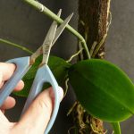 Podar Haste de Phalaenopsis