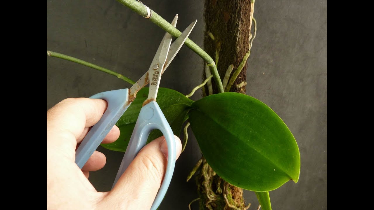 Como Podar Orquídeas: Guia Completo Passo a Passo (2026)