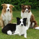 Três Border Collie