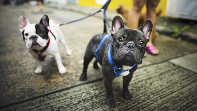 Como Saber se um Filhote de Bulldog Francês é Puro?