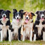 Quatro Border Collie
