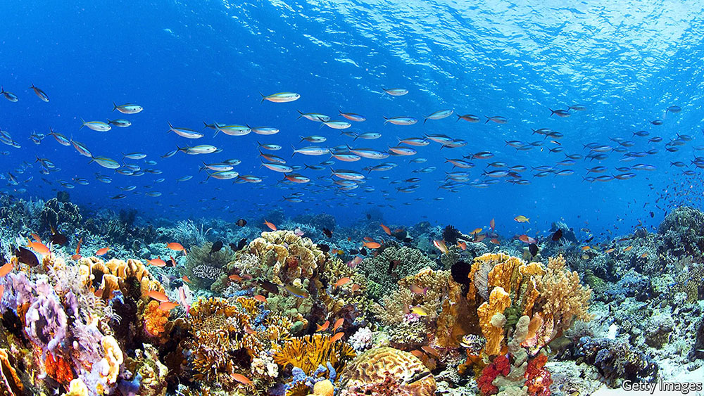 Recifes de Coral do Brasil: Espécies, Ameaças e Como Proteger Esse Tesouro Marinho