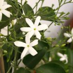 Jasminum Azoricum