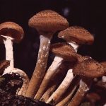Armillaria Ostoyae