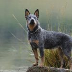 Boiadeiro-Australiano