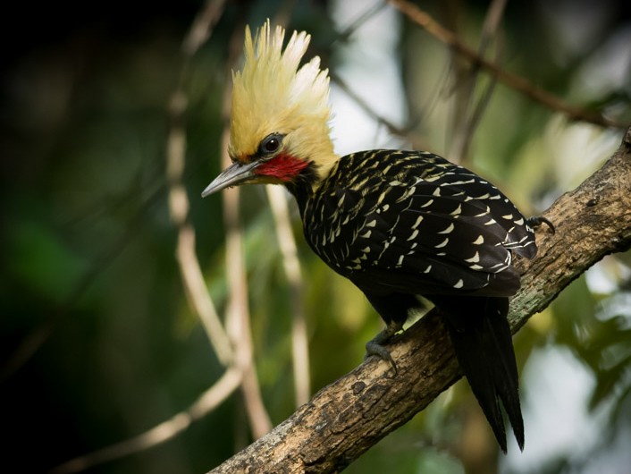 Pica-Pau-de-Cabeça-Amarela: Características e Habitat
