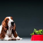 Basset Hound Comendo