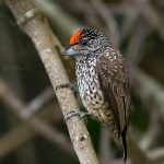 Pica-Pau-Anão-Escamado