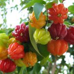 Pitanga vermelha (Eugenia uniflora), fruta brasileira com a letra P, em foto da Mata Atlântica