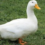 Marreco na Grama