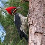 Pica Pau de Banda Branca na Arvore
