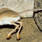 Características do Jerboa