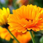 A Flor Calêndula