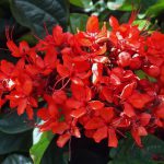 Clerodendro Vermelho na Natureza