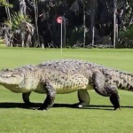 Crocodilo na Grama