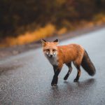 Raposa no Asfalto