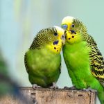 Casal de Periquito Australiano