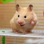 Hamster Sorrindo