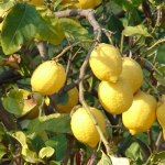 Limoeiro