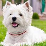 West Highlander Terrier