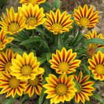Gazania Amarela