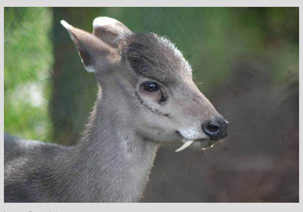 Qual é o Bicho mais Diferente do Mundo?
