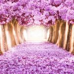 Ipê Roxo pelo Chão