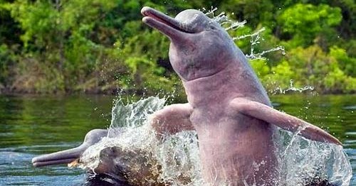 Boto-cor-de-rosa: Características, Lendas e Por Que o Maior Golfinho de Água Doce Está Ameaçado