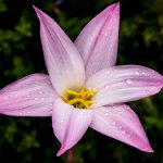 Zephyranthes Branca