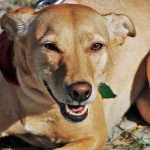 Cachorro Vira Lata