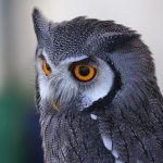 Coruja