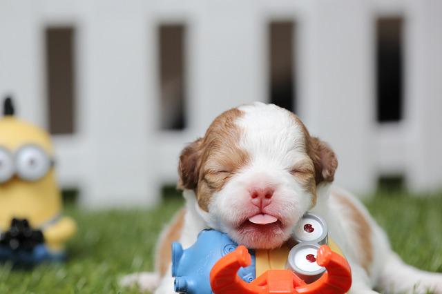 Como Cuidar de um Filhote de Cachorro de 1 Mês?