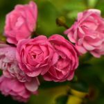 Roseira