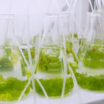 Aplicações da Biorremediação Marinha