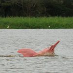 Principais animais da Biodiversidade Marinha da Amazônia