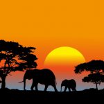 savana africana