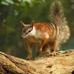 Numbat Australiano