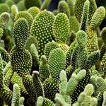 Plantação de Cactos