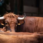 Vaca Pajuna Deitada