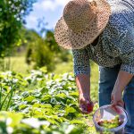 Agricultura