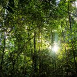 Florestas Tropicais Úmidas