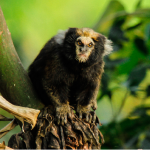 Sagui-Caveirinha na Natureza
