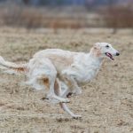 Cachorro em Velocidade