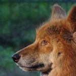 Dingo de Perfil