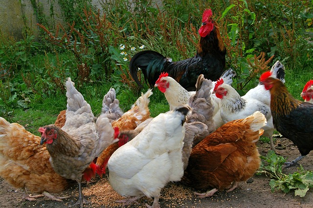 Frango Orgânico: Uma Escolha Consciente para uma Vida Saudável