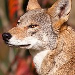 Lobo Vermelho de Perfil